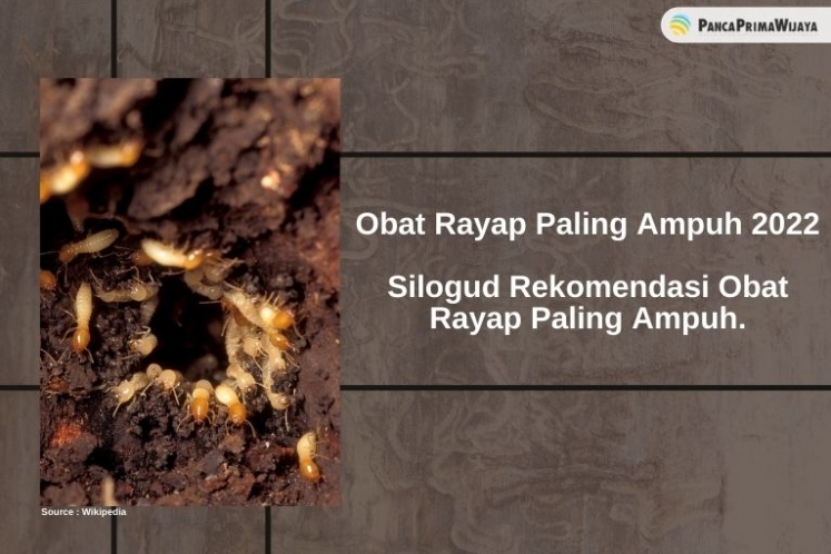 obat untuk basmi rayap